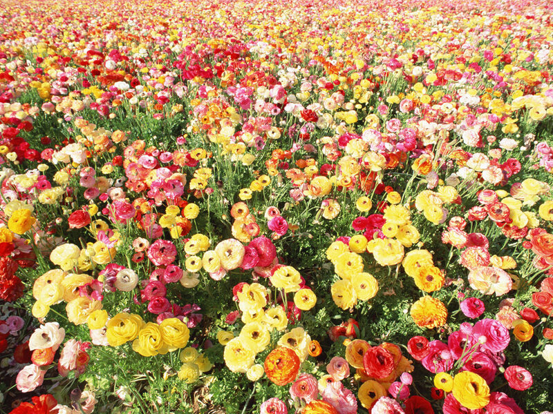Colorful Ranunculus Field