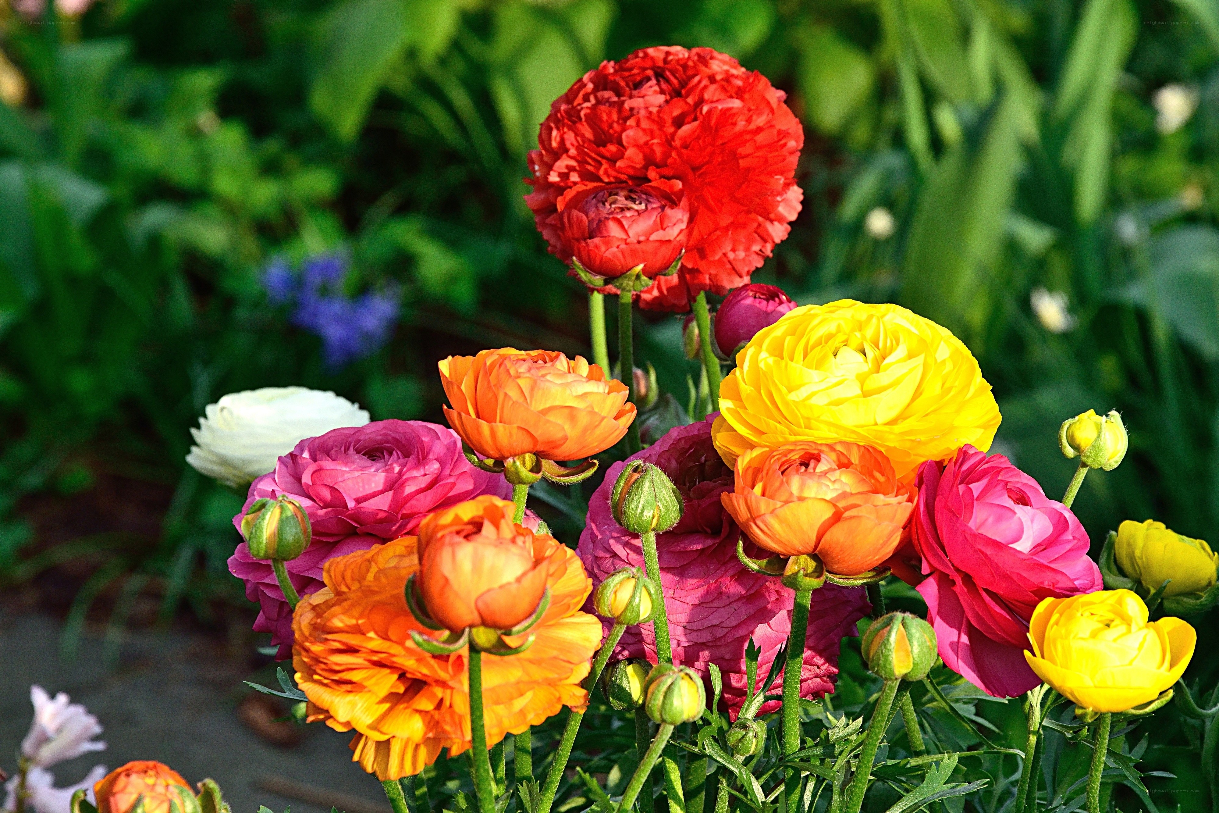 Colorful ranunculus flowers