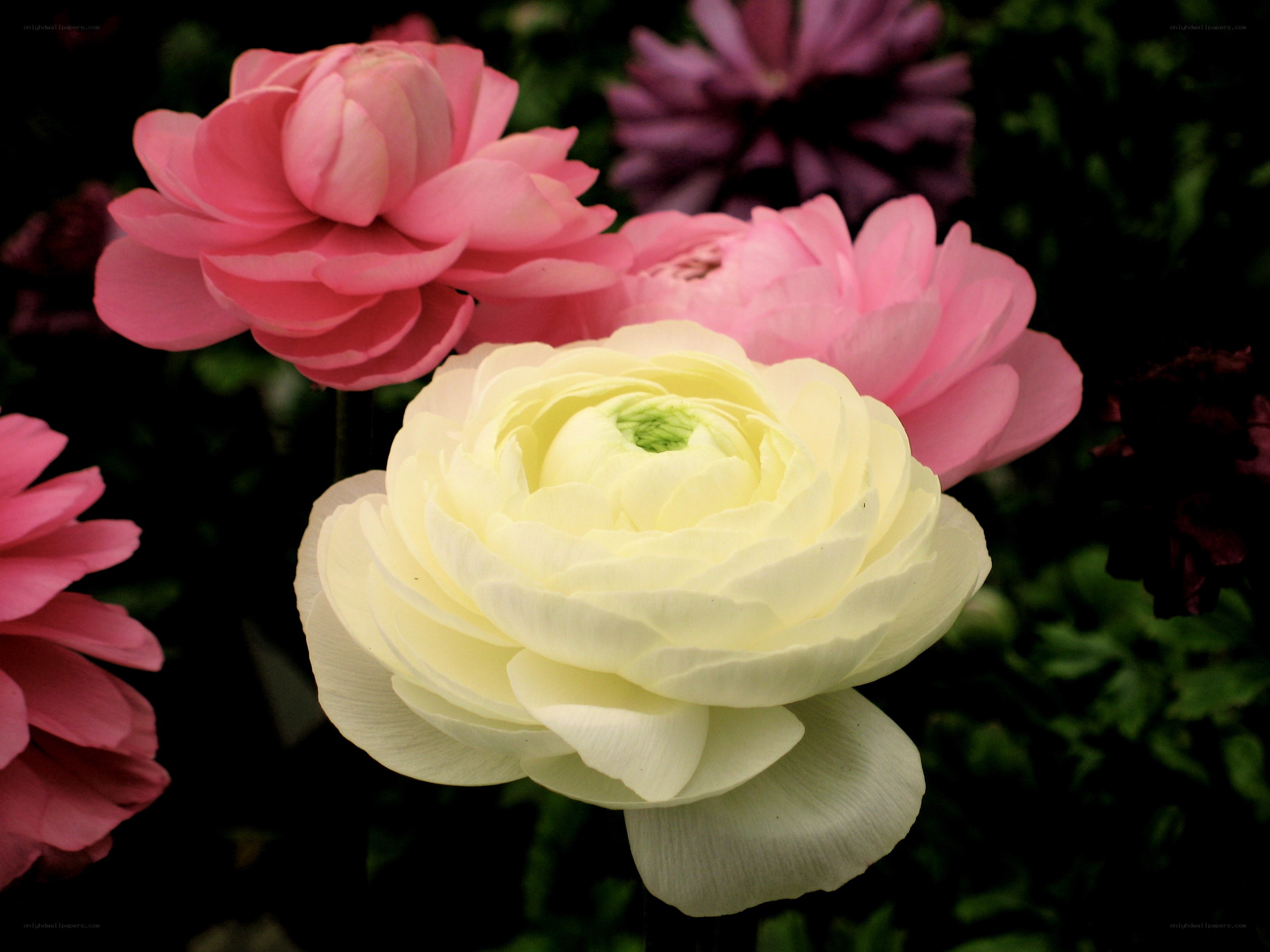 Colorful ranunculus flowers