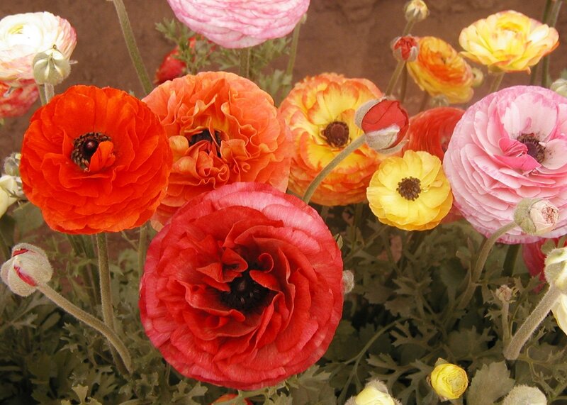 Colorful ranunculus flowers