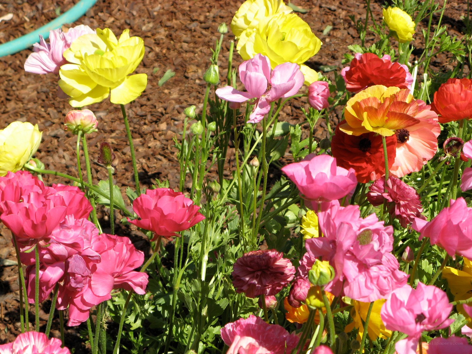 Colorful ranunculus flowers in garden