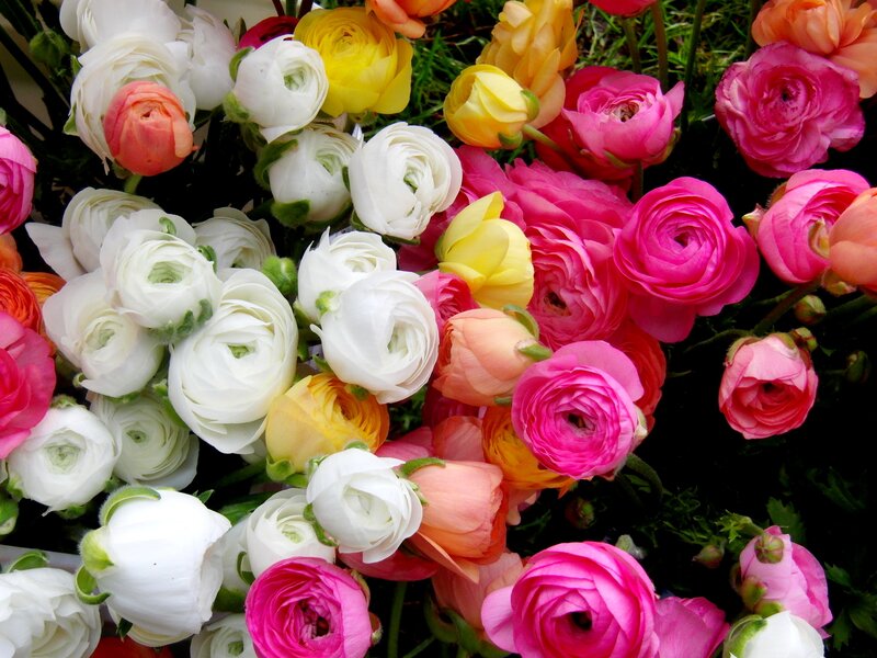 Colorful Ranunculus Flowers — Pink