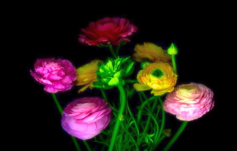 Colorful Ranunculus Flowers — Pink, Vibrant