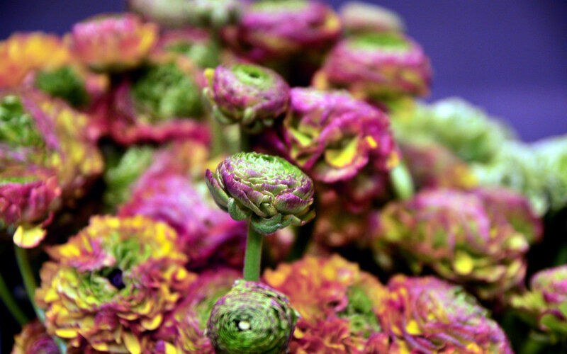 Colorful Ranunculus Flowers — Purple