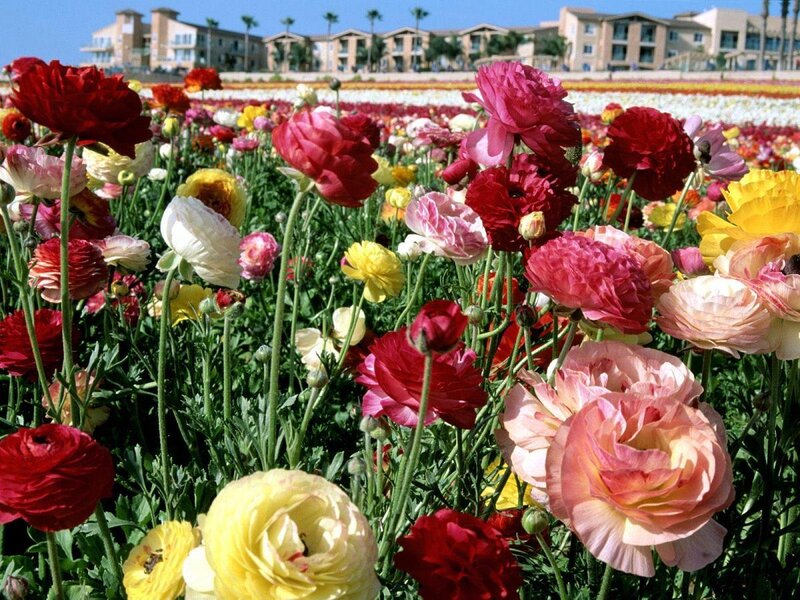 Colorful Ranunculus Flowers — Red