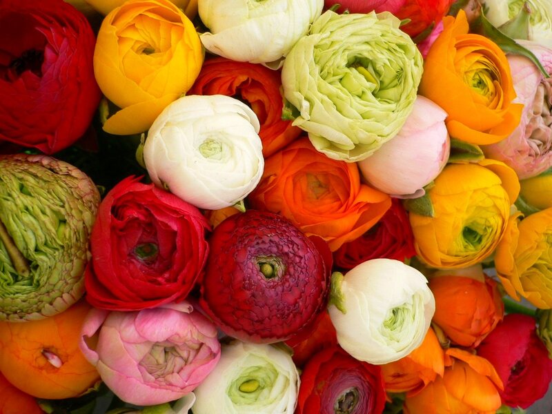 Colorful Ranunculus Flowers — Red, Vibrant, Photograph