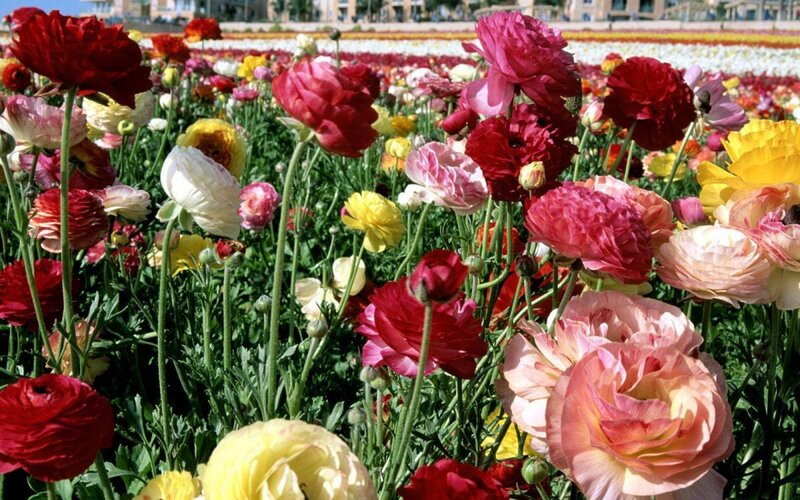 Colorful Ranunculus Flowers — Red, Vibrant