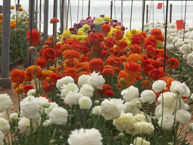 Colorful Ranunculus Flowers — White