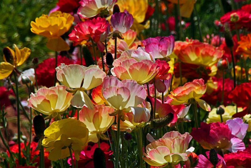 Colorful Ranunculus Flowers — Yellow