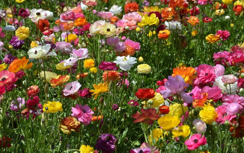 Colorful Ranunculus Flowers — Yellow, Vibrant, Afternoon, Photograph