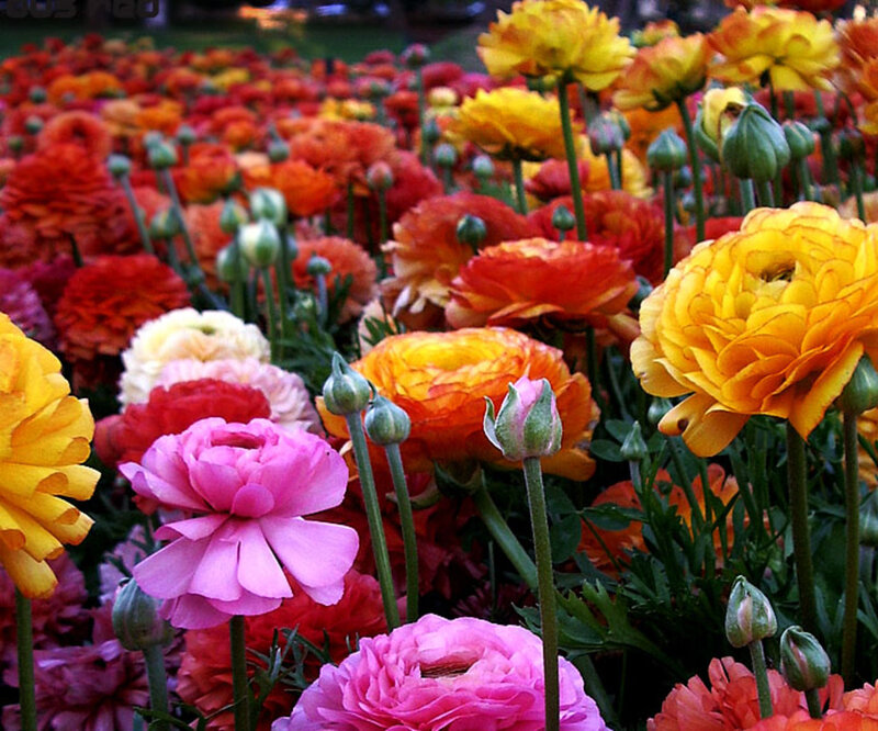 Colorful Ranunculus Flowers — Yellow, Vibrant, Afternoon