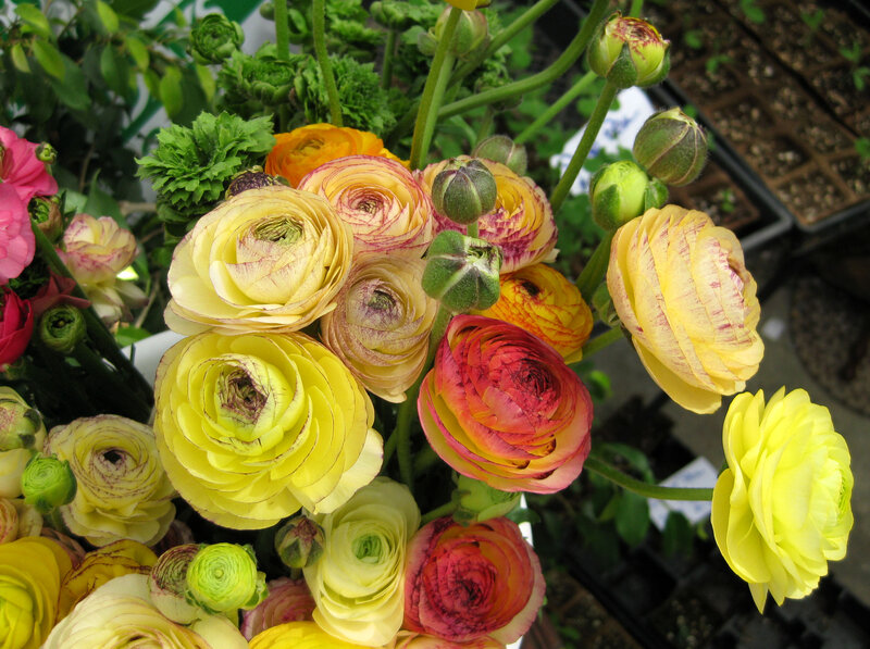 Colorful Ranunculus Flowers — Yellow, Vibrant, Photograph