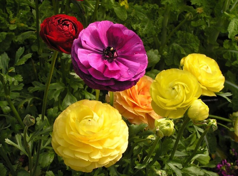 Colorful Ranunculus Flowers — Yellow, Vibrant, Spring, Photograph