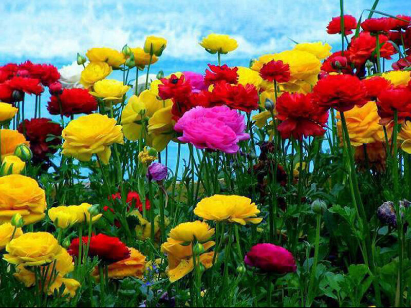 Colorful Ranunculus Flowers — Yellow, Vibrant, Spring
