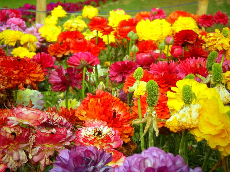Colorful Ranunculus Flowers — Yellow, Vibrant