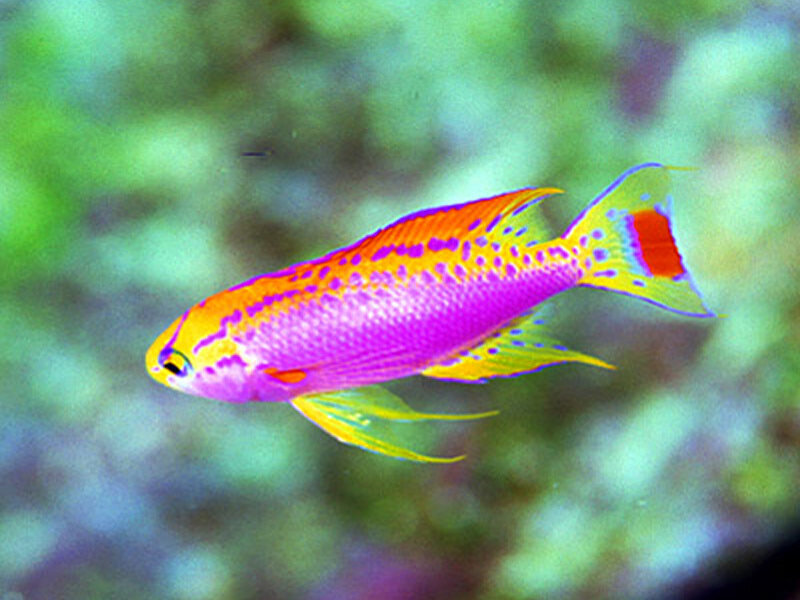 colorful reef fish