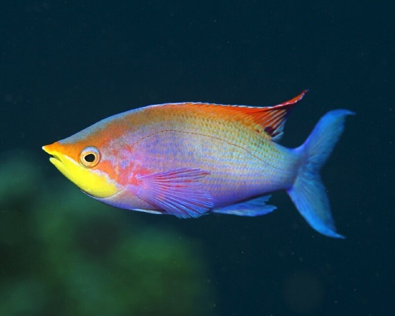 Colorful Reef Fish — Blue