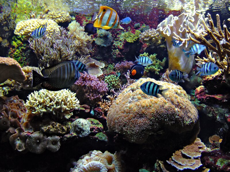 Colorful Reef Fish — Blue, Vibrant