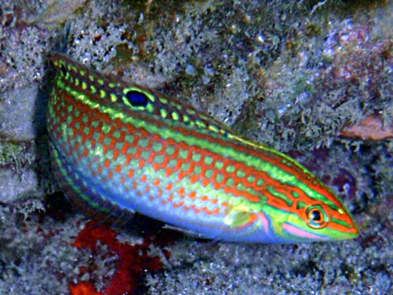 Colorful Reef Fish — Green