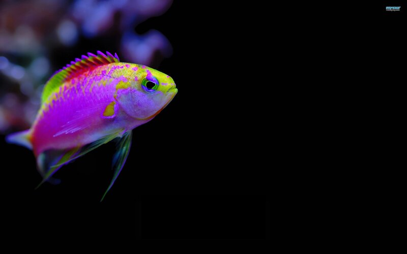 Colorful Reef Fish — Pink, Dramatic