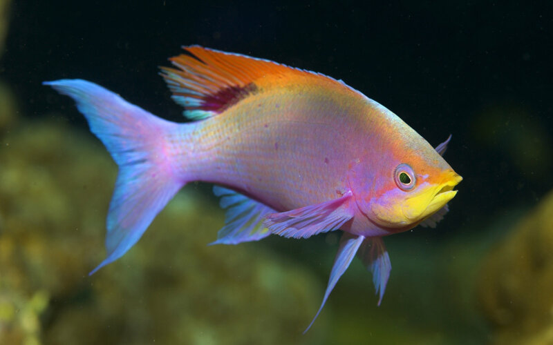 Colorful Reef Fish — Pink, Serene, Photograph