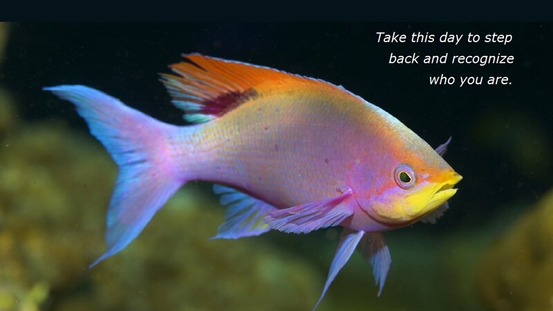 Colorful Reef Fish — Pink, Serene