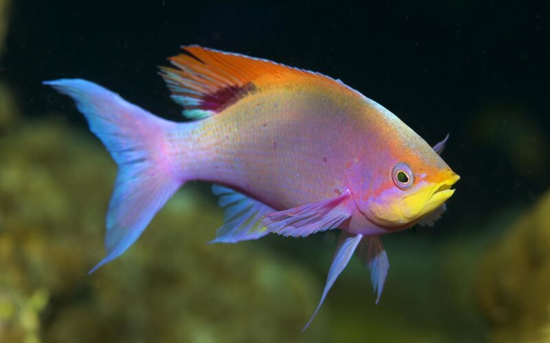 Colorful Reef Fish — Pink