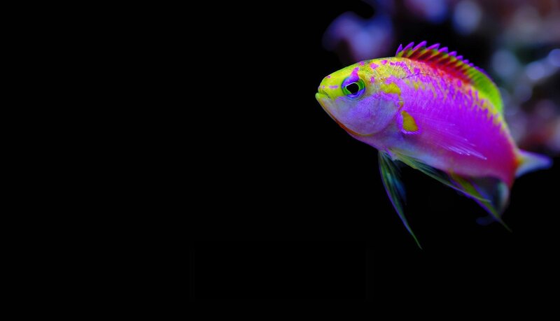 Colorful Reef Fish — Purple