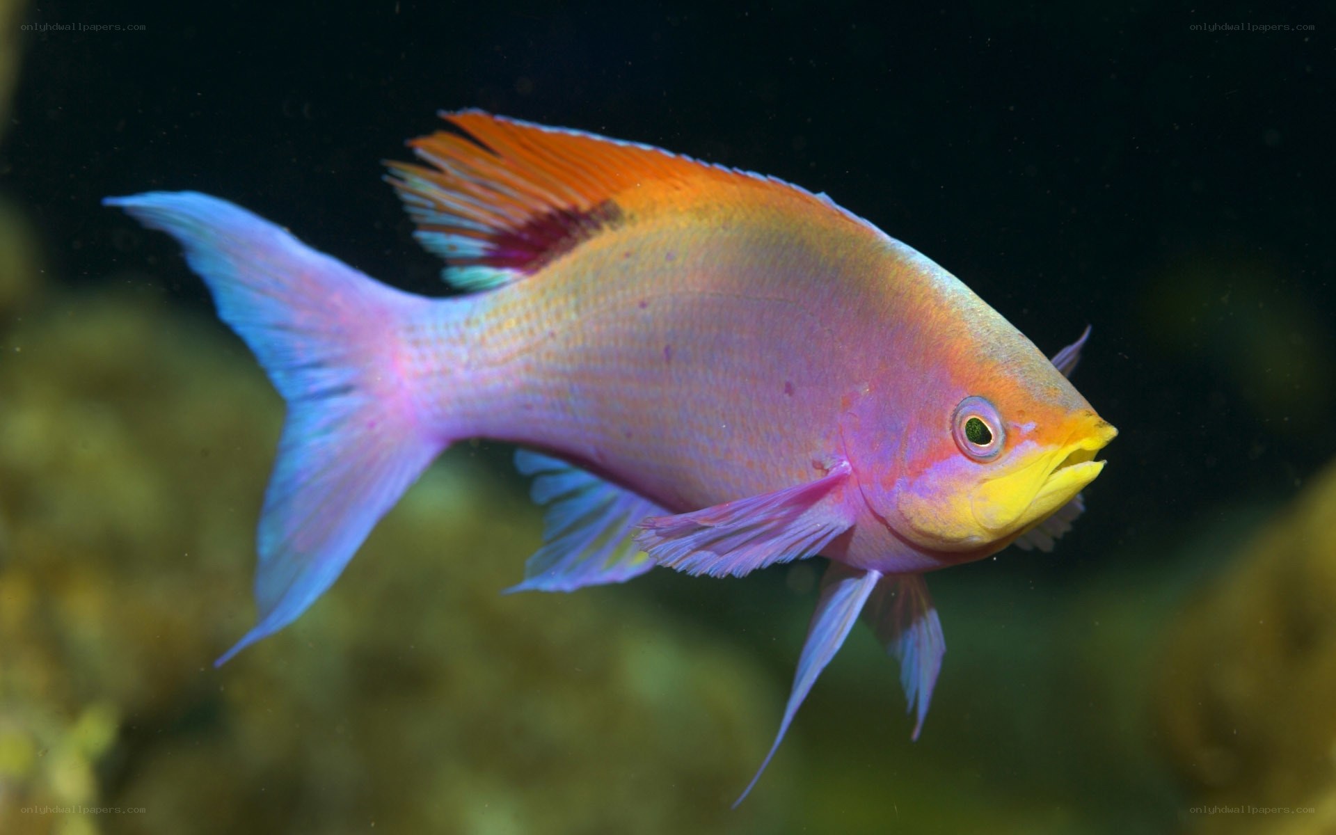 colorful reef fish swimming
