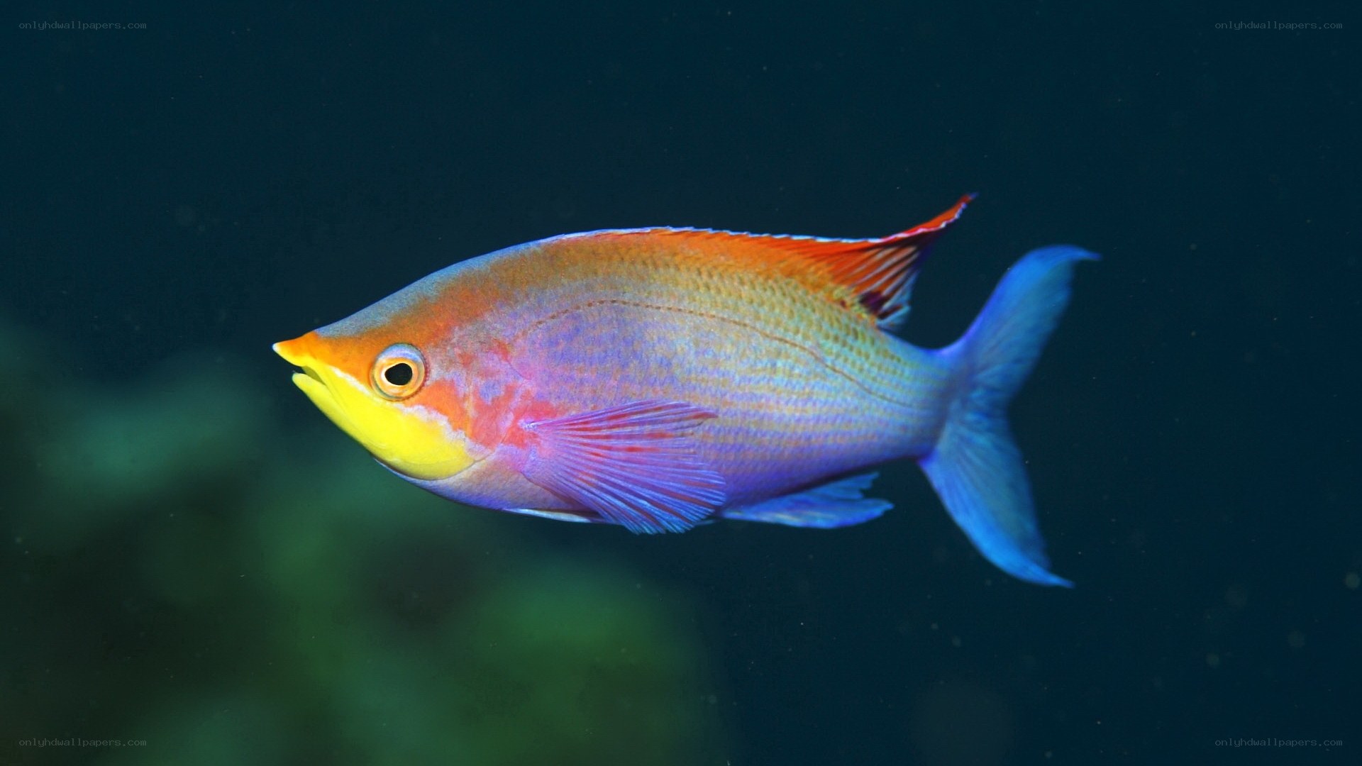 Colorful reef fish swimming
