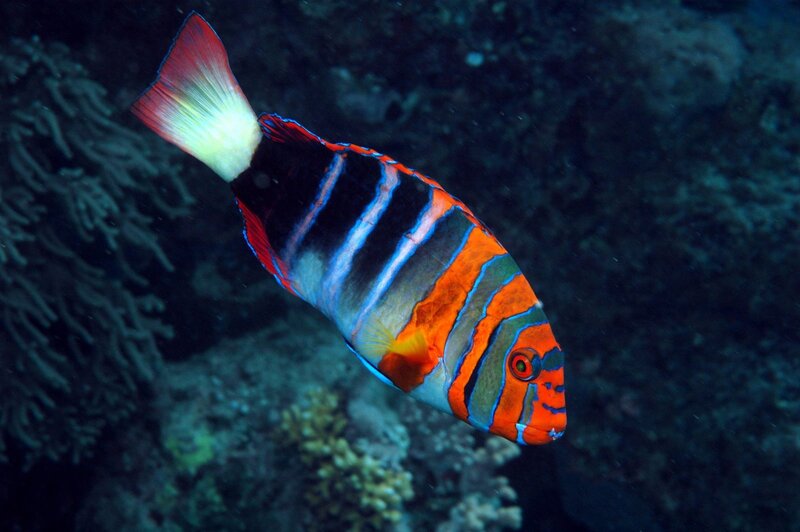 Colorful reef fish swimming