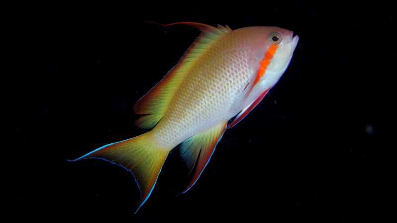 Colorful Reef Fish — Yellow