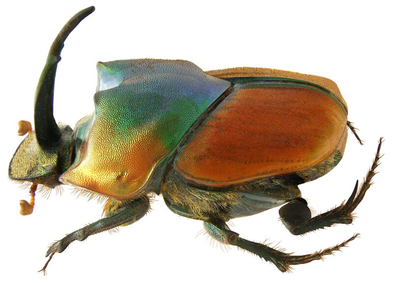 colorful rhinoceros beetle
