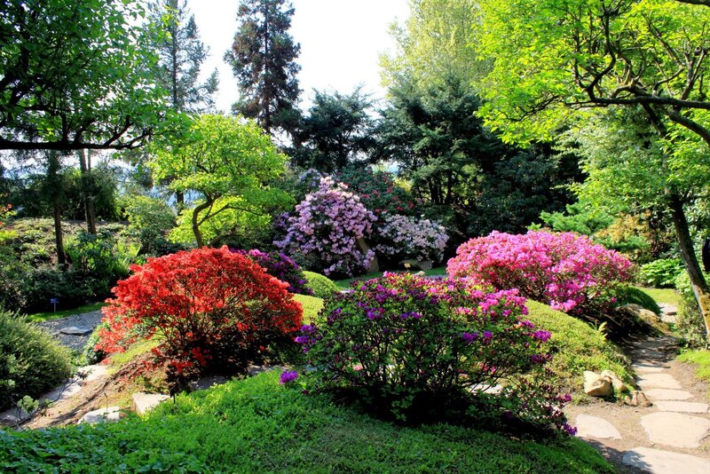 Colorful Rhododendron Bushes — Green, Serene, Spring