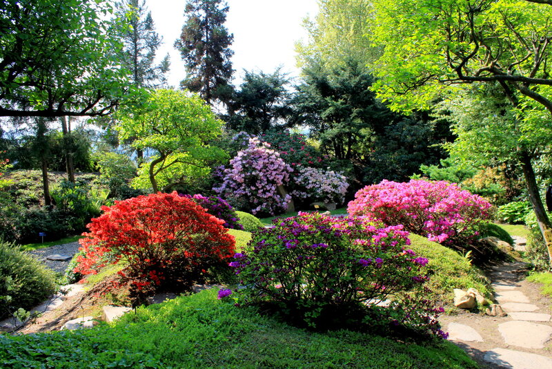 Colorful Rhododendron Bushes — Green, Serene