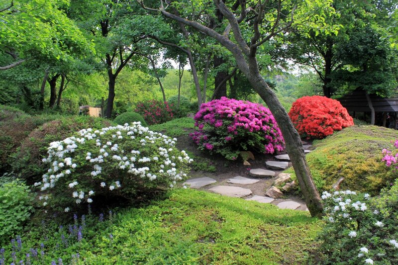 Colorful Rhododendron Bushes — Green