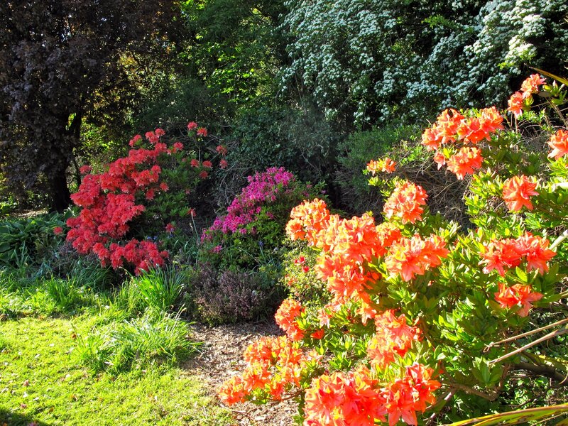 Colorful Rhododendron Bushes — Orange