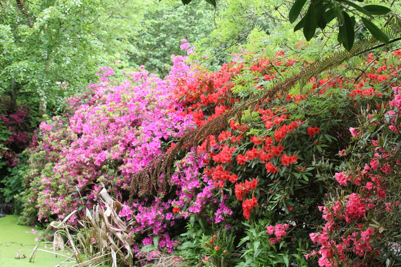 Colorful Rhododendron Bushes — Pink