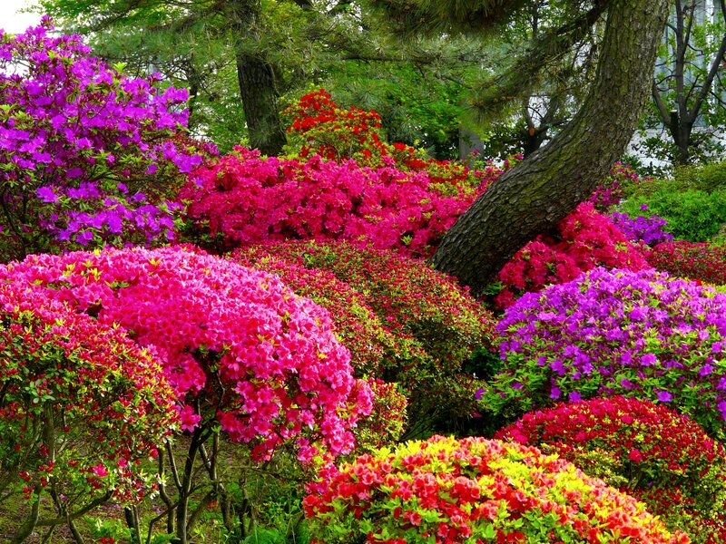 Colorful Rhododendron Bushes — Pink, Vibrant