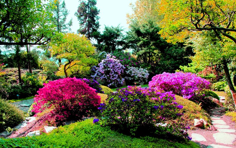 Colorful Rhododendron Bushes