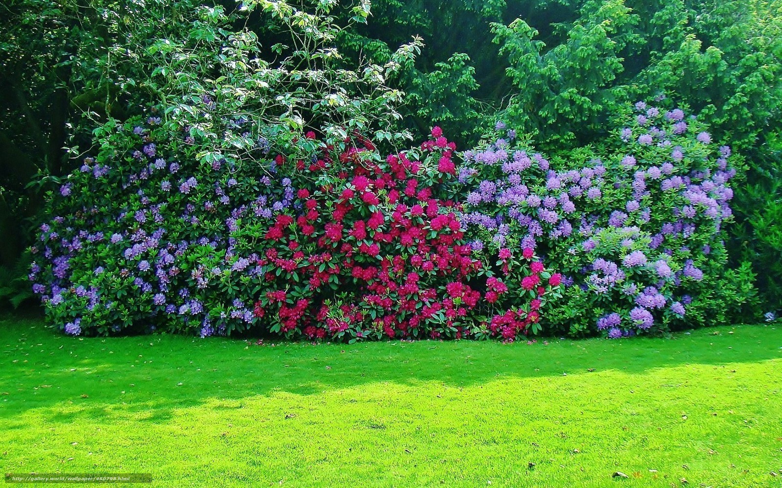 Colorful rhododendron garden
