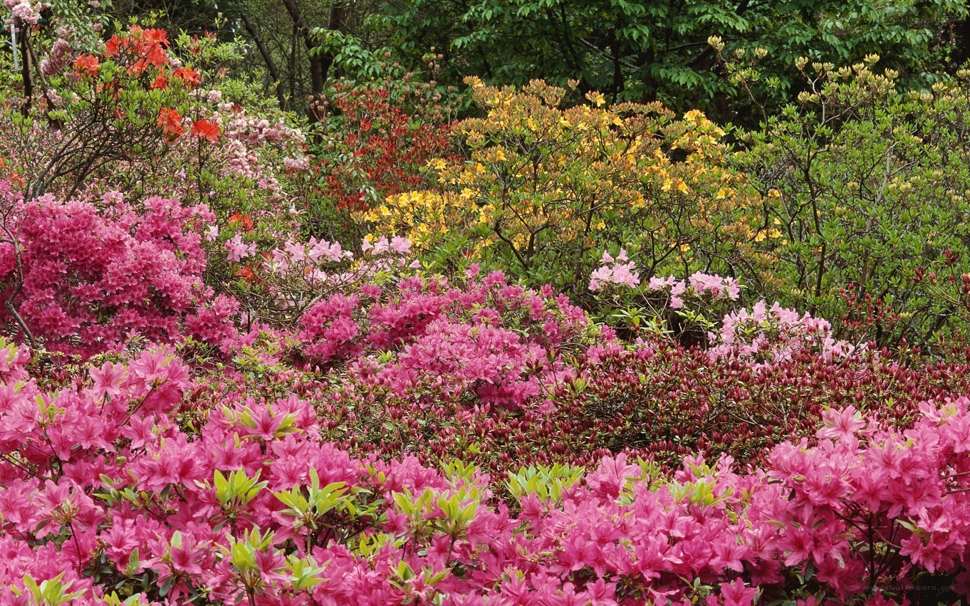 Colorful rhododendron garden