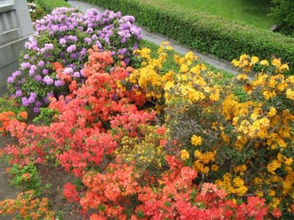 colorful rhododendron garden
