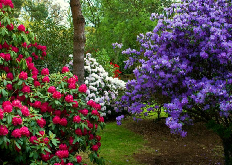Colorful rhododendron garden