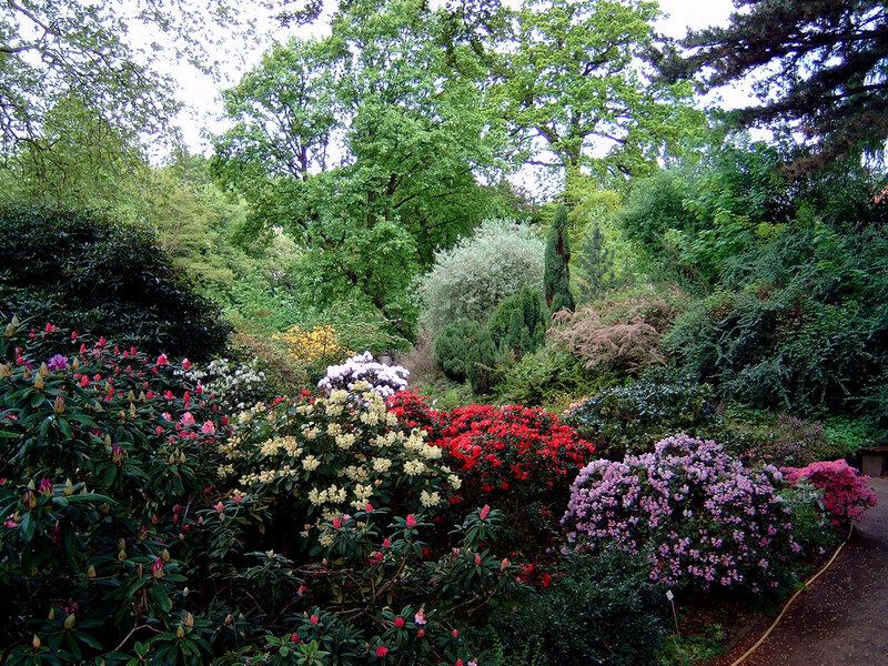 Colorful Rhododendron Garden — Green