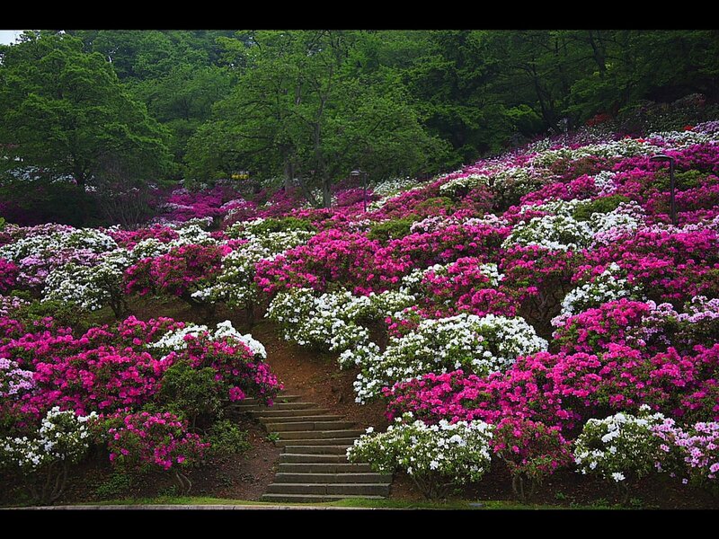 Colorful Rhododendron Garden — Pink, Serene, Spring