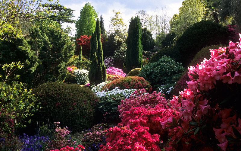 Colorful Rhododendron Garden — Pink, Serene