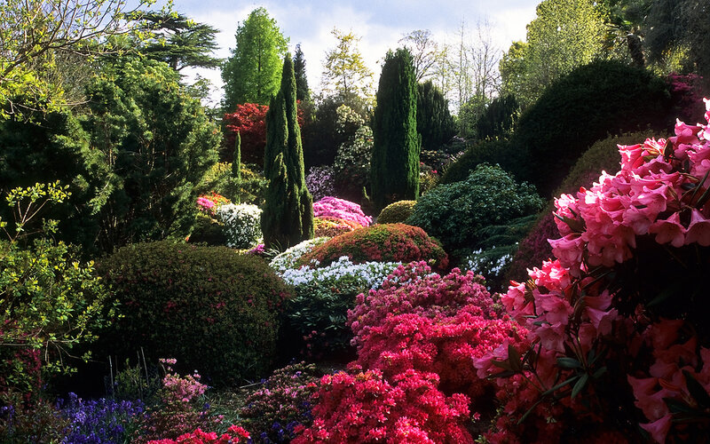 Colorful Rhododendron Garden — Pink