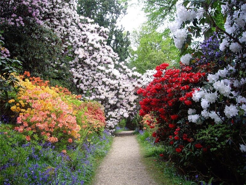 Colorful Rhododendron Garden — Red, Serene