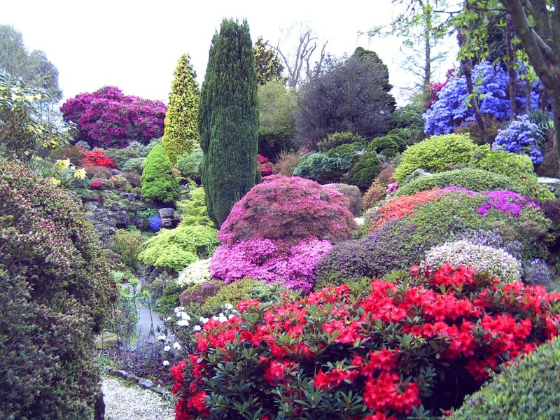Colorful Rhododendron Garden — Red